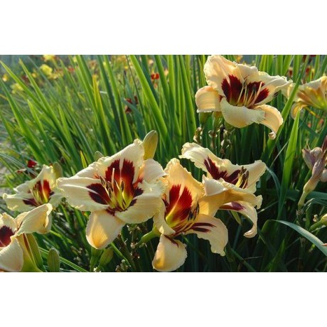 Hemerocallis Moonlit Masquerade (denivka)
