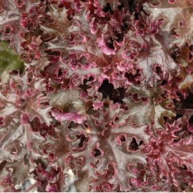 Heuchera americana Melting Fire (dlužicha)