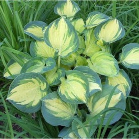Hosta Great Expectations (bohyška)