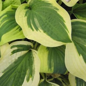 Hosta Wide Brim (bohyška)