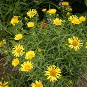Inula ensifolia (oman mečolistý)