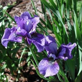 Iris sibirica Ego (kosatec sibiřský)