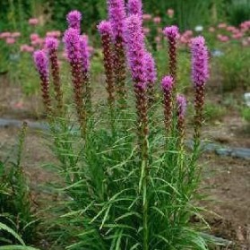 Liatris spicata Kobold (šuškarda klasnatá)