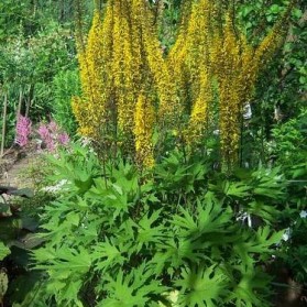 Ligularia przewalskii (popelivka Przewalského)