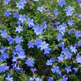 Lithodora diffusa Heavenly Blue (kamejka)
