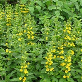 Lysimachia punctata (vrbina tečkovaná)