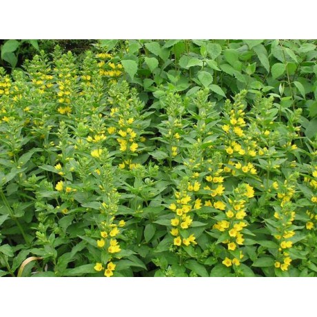 Lysimachia punctata (vrbina tečkovaná)