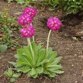 Primula denticulata Rubin (prvosenka zoubkatá)