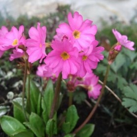 Primula rosea Grandiflora (prvosenka)