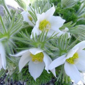 Pulsatilla vulgaris Alba (koniklec)