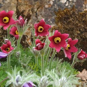 Pulsatilla vulgaris Rote Glocke (koniklec)