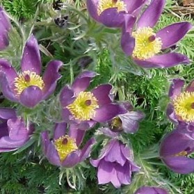 Pulsatilla vulgaris Violette Blue (koniklec)