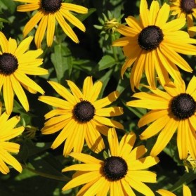 Rudbeckia fulgida Goldsturm (třapatka)