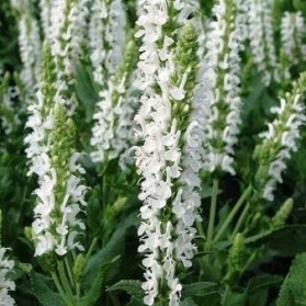Salvia nemorosa Sensation Compact White (šalvěj hajní)