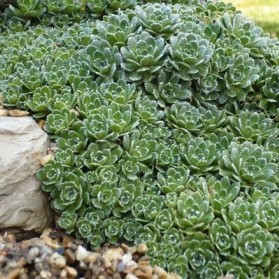Saxifraga paniculata Brevifolia (lomikámen)