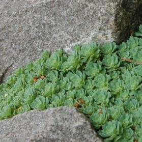 Sedum pachyclados (rozchodník)