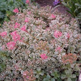 Sedum spurium Tricolor (rozchodník zvrhlý)