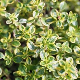 Thymus citriodorus Golden King (mateřídouška citrónová)