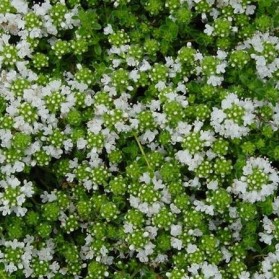 Thymus praecox Albiflorus (mateřídouška obecná)