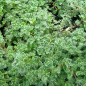 Thymus praecox Pseudolanuginosus (mateřídouška)