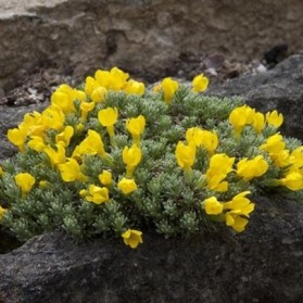 Vitaliana primuliflora (drnečka)