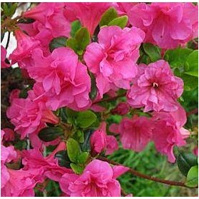 Azalea japonica Babuschka (japonská azalka)