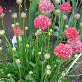 Armeria pseudarmeria Ballerina Red (trávnička)