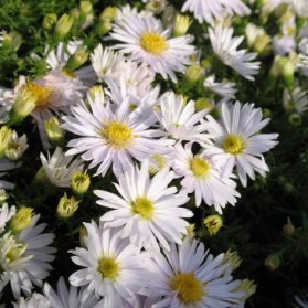 Aster dumosus Apollo (hvězdnice)