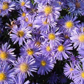 Aster dumosus Prof. Anthon Kippenberg (hvězdnice)