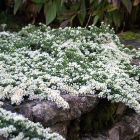 Aster ericoides Snow Flurry (hvězdnice)