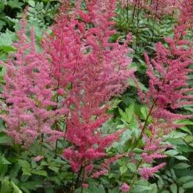 Astilbe arendsii Granat (čechrava Arendsova)