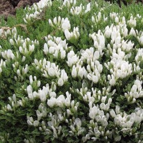 Astragalus angustifolius (kozinec)