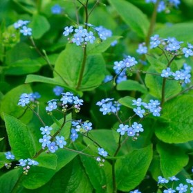 Brunnera macrophylla (pomněnkovec velkolistý)