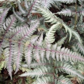 Athyrium nipponicum Metallicum (papratka niponská)