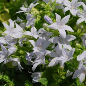 Campanula poscharskyana E.H.Frost (zvonek maličký)