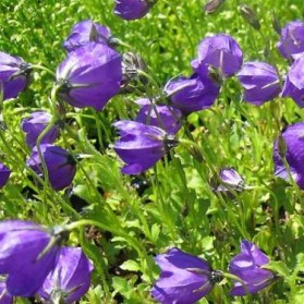 Campanula pulloides G.F.Wilson (zvonek)