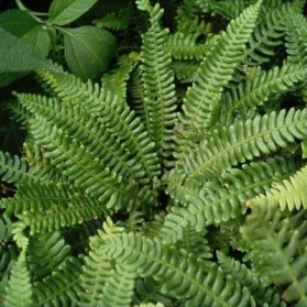 Blechnum spicant (žebrovice různolistá)