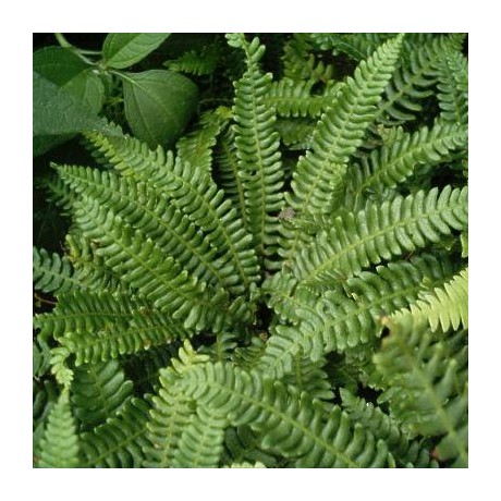 Blechnum spicant (žebrovice různolistá)