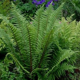 Dryopteris affinis (kapraď rezavá)