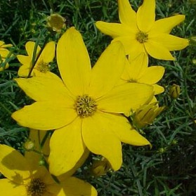 Coreopsis verticillata Zagreb (krásnoočko přeslenité)