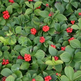 Cornus canadensis (dřín kanadský)