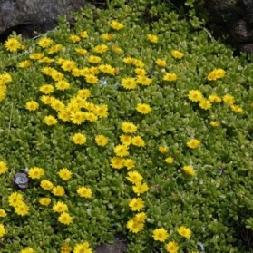 Delosperma nubigenum (kosmatec)