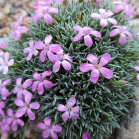 Dianthus arpadianus ssp. pumilus (hvozdík)