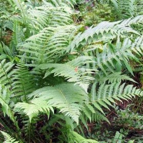 Dryopteris filix–mas (kapraď samec)