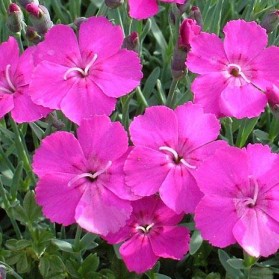 Dianthus x gratianopolitanus Babí Lom (hvozdík sivý)