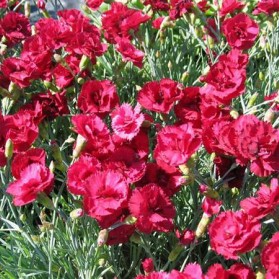 Dianthus x gratianopolitanus Rubin (hvozdík sivý)