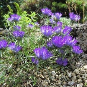 Edraianthus graminifolius (modroušek)